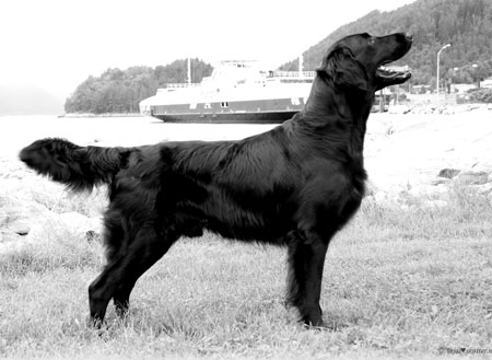 KvasnesetsHimmelensDiaman