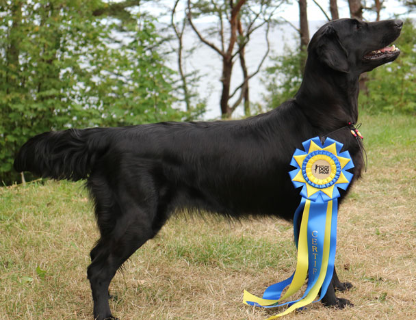 AktiveAqiacertsverige070816