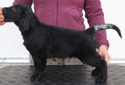 O061216Ghale Sirius 1