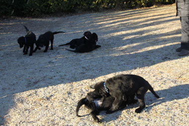 Ovalpetreff150117 12