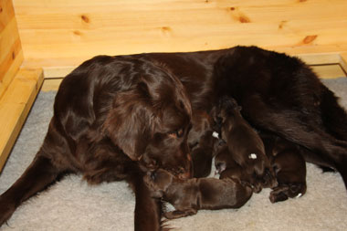 Q181216Sheebamed valpene 1