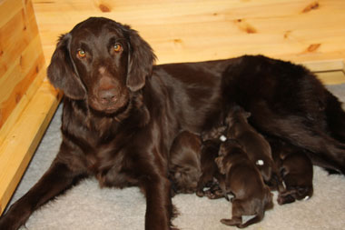 Q181216Sheebamed valpene 2