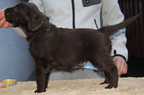 Q270117GNFELIXStående