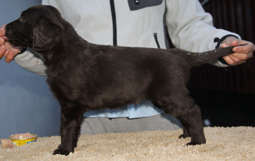 Q270117GhaleJagrStående