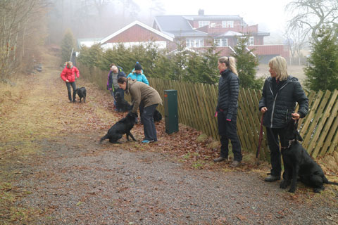 Valpetreff 2 Nydelige260217