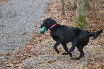 Valpetreff2Nydelige2602172