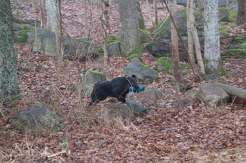 Valpetreff2Nydelige2602174