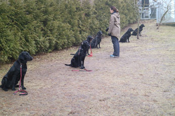 Valpetreff2Nydelige2602176