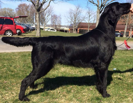 alfred cert 1024x713